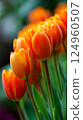 Orange tulips on a black background 124960507