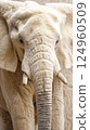 White albino elephant in Africa 124960509