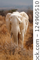 White albino elephant in Africa 124960510