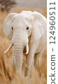 White albino elephant in Africa 124960511