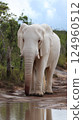 White albino elephant in Africa 124960512