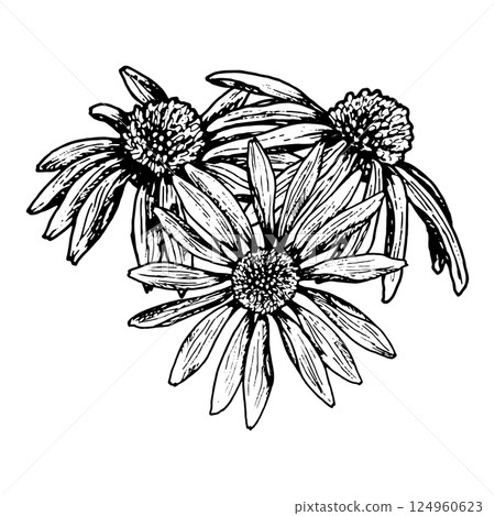 Botanical ink illustration of three blooming flower heads. The shape resembles daisy, echinacea, rudbeckia or calendula. Perfect for herbal designs, packaging, postcards and natural cosmetics. Botanical ink illustration of three blooming flower heads. The shape resembles daisy, echinacea, rudbeckia or calendula. Perfect for herbal designs, packaging, postcards and natural cosmetics. 124960623