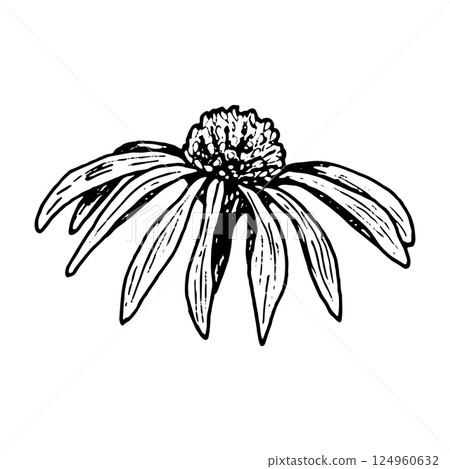 Botanical ink drawing of a flower head with drooping petals in black line art style. Ideal for herbal illustrations, organic cosmetics packaging, floral logos, and botanical prints. 124960632