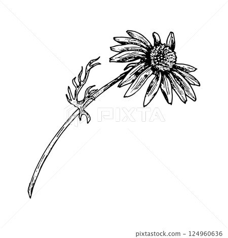 Hand drawn black and white botanical illustration of a field flower with open petals and curved stem. Ink line art style for eco packaging, herbarium, nature prints, and organic projects. Hand drawn black and white botanical illustration of a field flower with open petals and curved stem. Ink line art style for eco packaging, herbarium, nature prints, and organic projects. 124960636