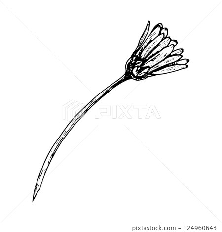 Black and white ink illustration of a closed flower bud on a long, slender stem. Hand drawn botanical sketch ideal for herbarium projects, floral compositions, scientific designs, and natural decor. 124960643