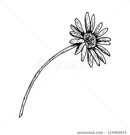 Botanical black and white ink drawing of a drooping wildflower with elongated petals and a thin curved stem. Hand drawn vintage-style floral illustration for herbal themes, nature decor, and print. Botanical black and white ink drawing of a drooping wildflower with elongated petals and a thin curved stem. Hand drawn vintage-style floral illustration for herbal themes, nature decor, and print. 124960655