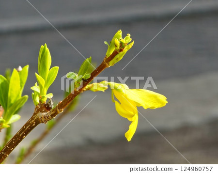 Yellow Forsythia flowers in early spring close-up. 124960757