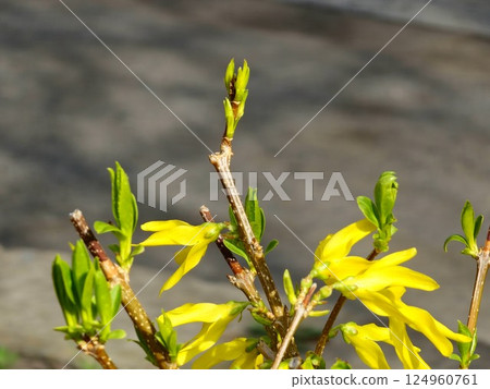 Close-up of yellow Forsythia flowers and buds in early spring. Selective focus. 124960761