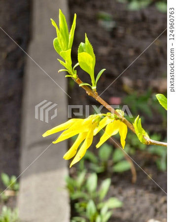 Close-up of yellow Forsythia flowers and buds in early spring. 124960763