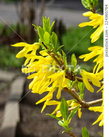 Close-up of yellow Forsythia flowers and leaves in early spring. 124960764