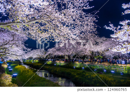 調布市野川櫻花點燈活動2025 124960765