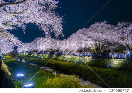 調布市野川櫻花點燈活動2025 124960767