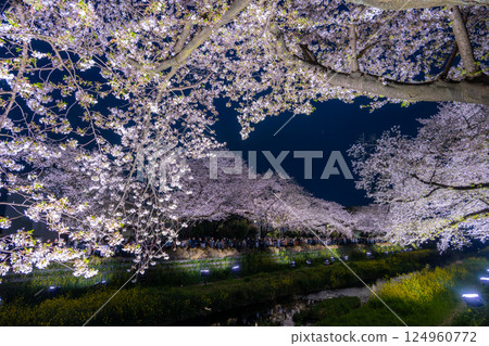 調布市野川櫻花點燈活動2025 調布市野川櫻花點燈活動2025 124960772