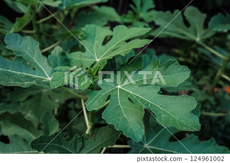 Close-up view of fig leaves branches - Ficus carica. Beautiful big tree, flora Close-up view of fig leaves branches - Ficus carica. Beautiful big tree, flora 124961002