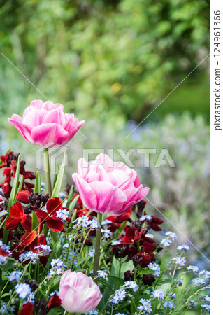 Spring has arrived: tulips with a pale pink gradation in Osterley Park, a suburb of London 124961366