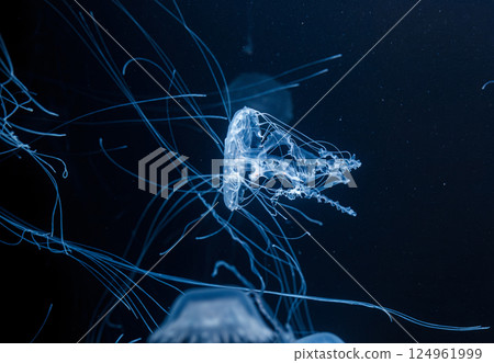 underwater photos of atlantic sea nettle jellyfish chrysaora quinquecirrha underwater photos of atlantic sea nettle jellyfish chrysaora quinquecirrha 124961999