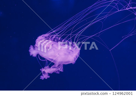 underwater photos of jellyfish chrysaora quinquecirrha jellyfish the atlantic sea nettle underwater photos of jellyfish chrysaora quinquecirrha jellyfish the atlantic sea nettle 124962001