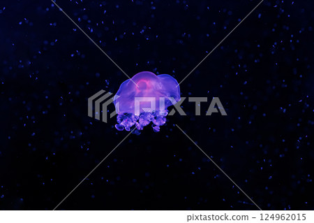 underwater photography jellyfish Cotylorhiza tuberculata, Mediterranean jellyfish underwater photography jellyfish Cotylorhiza tuberculata, Mediterranean jellyfish 124962015