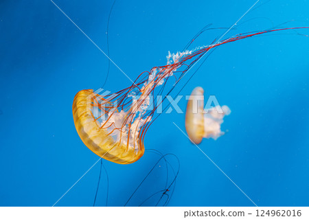 underwater photography jellyfish Chrysaora fuscescens, Pacific sea nettle, West Coast sea nettle 124962016