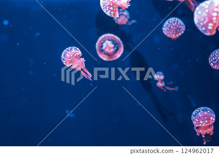 underwater photography jellyfish mastigias papua, spotted jelly, lagoon jelly, golden medusa 124962017