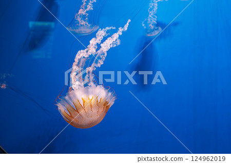 underwater photography jellyfish Chrysaora plocamia, South American sea nettle underwater photography jellyfish Chrysaora plocamia, South American sea nettle 124962019
