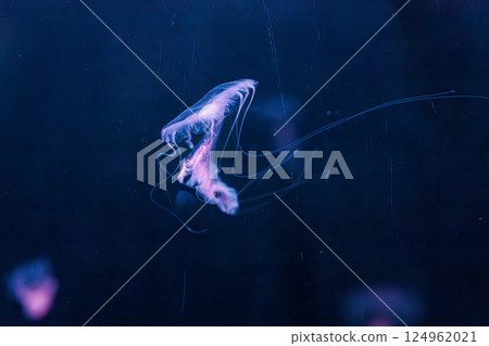 underwater photography jellyfish Chrysaora lactea, Milk Sea Nettle underwater photography jellyfish Chrysaora lactea, Milk Sea Nettle 124962021