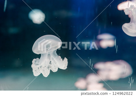 underwater photography jellyfish lychnorhiza lucerna, Marble jellyfish underwater photography jellyfish lychnorhiza lucerna, Marble jellyfish 124962022