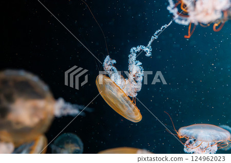 underwater photography jellyfish Chrysaora fuscescens, Pacific sea nettle, West Coast sea nettle 124962023