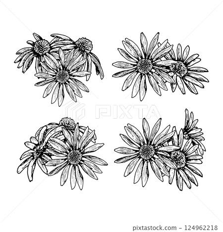 Set of four hand drawn floral bouquets featuring wildflowers resembling chamomile, echinacea, calendula and rudbeckia. Perfect for herbal tea, natural cosmetics, cards and botanical packaging. 124962218