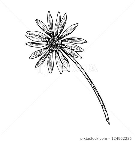 Botanical illustration of a single wildflower on a curved stem. May resemble chamomile, calendula, echinacea or rudbeckia. Perfect for tea packaging, cosmetic labels, holiday cards and eco design. 124962225