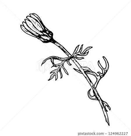 Hand drawn wildflower bud with curly foliage, in herbal style. Can resemble chamomile, calendula, echinacea or rudbeckia. Suitable for natural cosmetics, herbal tea labels, cards and seasonal gifts. Hand drawn wildflower bud with curly foliage, in herbal style. Can resemble chamomile, calendula, echinacea or rudbeckia. Suitable for natural cosmetics, herbal tea labels, cards and seasonal gifts. 124962227