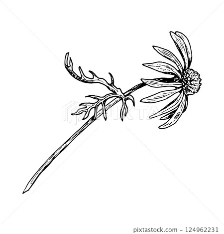 Hand drawn wildflower with curved stem and lacy leaf, resembling chamomile, calendula, echinacea or rudbeckia. Great for herbal tea, natural cosmetics, spring greeting cards and botanical prints. Hand drawn wildflower with curved stem and lacy leaf, resembling chamomile, calendula, echinacea or rudbeckia. Great for herbal tea, natural cosmetics, spring greeting cards and botanical prints. 124962231