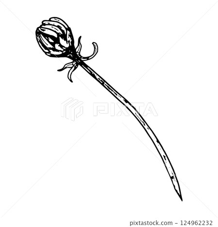 Delicate flower bud on long thin stem, hand drawn in black ink. Can be chamomile, echinacea, calendula or rudbeckia. Suitable for designs on tea packaging, organic skincare or holiday greeting cards. 124962232