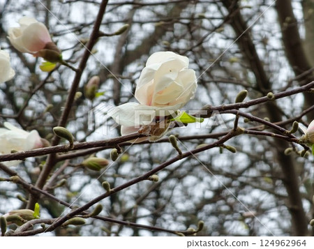 Branch of Magnolia kobus, japanese magnolia or kobushi magnolia in flower. 124962964