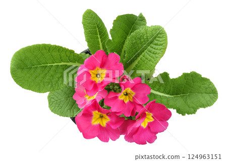 pink primrose isolated on white background. Top view. Flat lay pink primrose isolated on white background. Top view. Flat lay 124963151