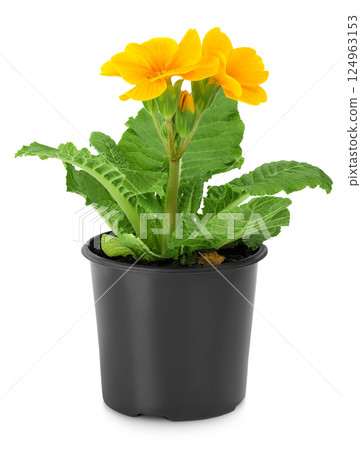 Yellow primrose in black pot isolated on white background. 124963153