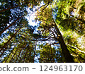 Trees growing toward the sky 124963170