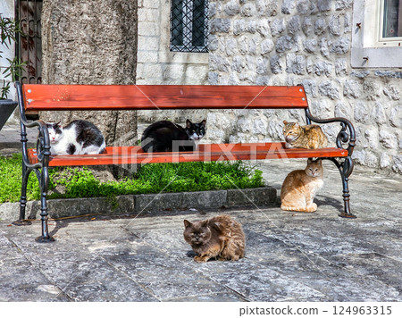 Cats Sitting on a Bench Cats Sitting on a Bench 124963315