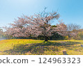 A single Yoshino cherry tree blooming in a park in spring 124963323