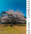 Blue sky, goats and cherry blossoms in full bloom 124963324