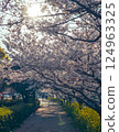 Springtime scenery of rows of cherry blossom trees 124963325
