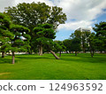 A park with beautiful grass and pines 124963592