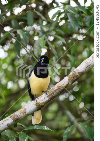 Plush-crested jay in the brasilian forest Plush-crested jay in the brasilian forest 124963645