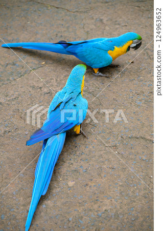 Two macaws sitting on the floor view from the top Two macaws sitting on the floor view from the top 124963652