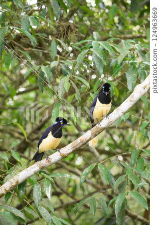 Plush-crested jay in the brasilian forest Plush-crested jay in the brasilian forest 124963669
