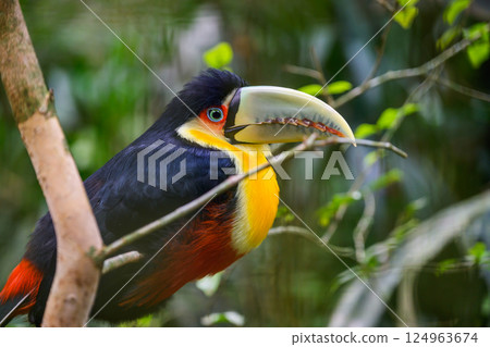 Green beaked toucan Green beaked toucan 124963674