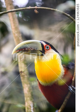 Green beaked toucan 124963685