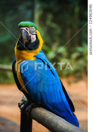 Macaw flying in the natural park 124963696