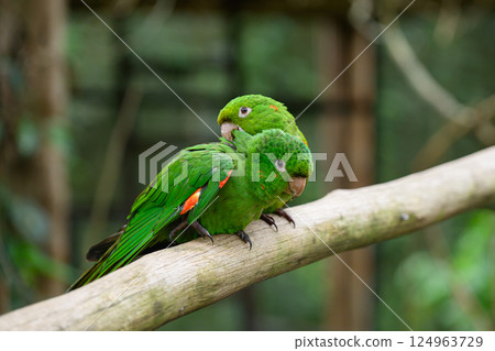 pair of the green parrots sitting on the branch 124963729