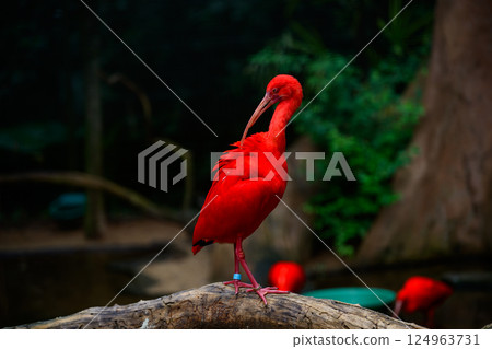 Red ibis on the trunk 124963731